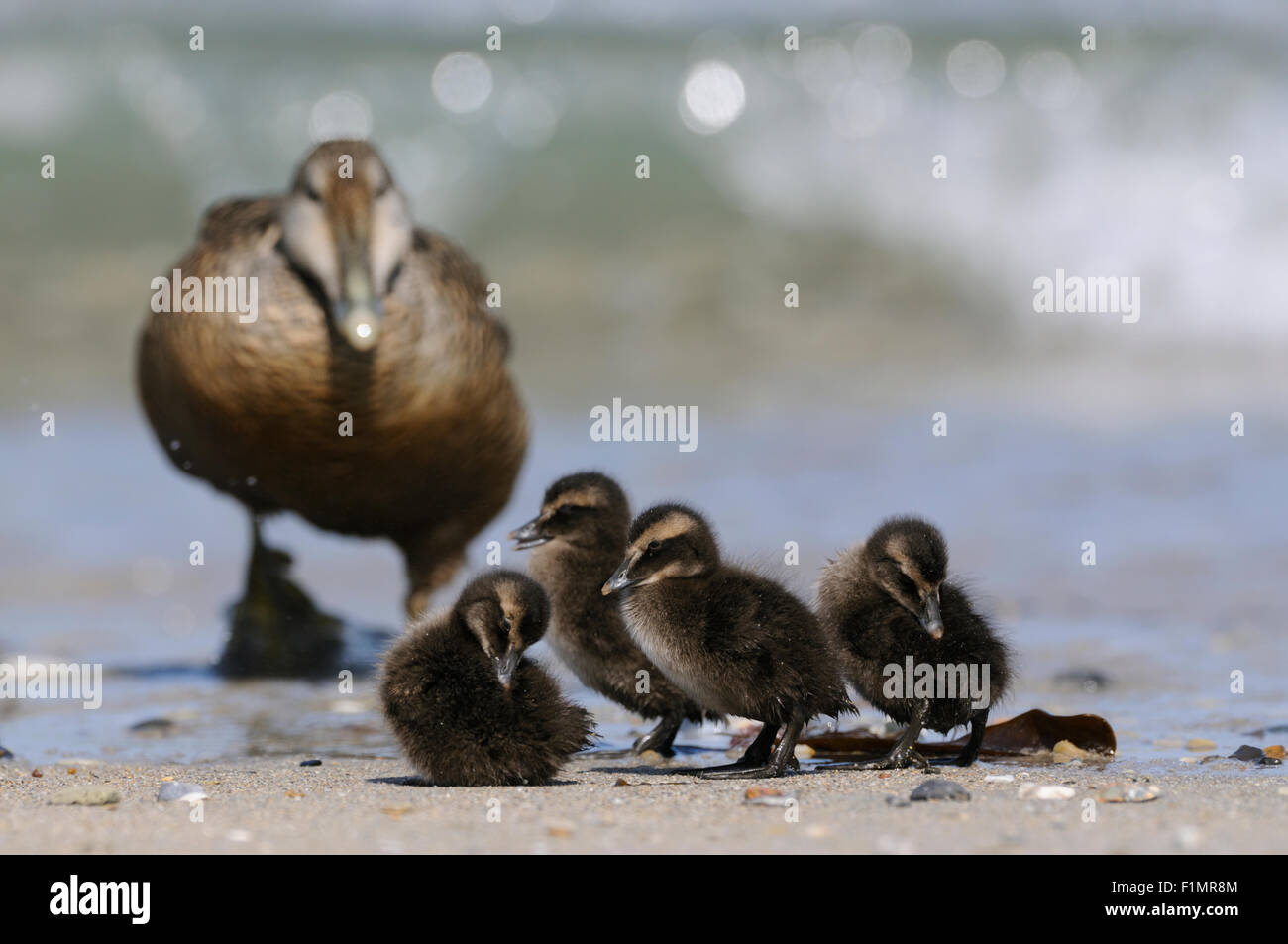 Female Common Eider / Eiderente ( Somateria mollissima ) together with its fledglings coming out of the water. Stock Photo