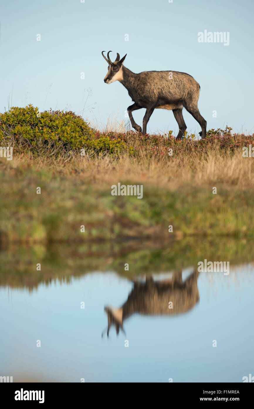 Rupicapra rupicapra / Chamois / Alpine Chamois / Gams walks next to a mountain lake with nice reflection, mirror on its surface. Stock Photo