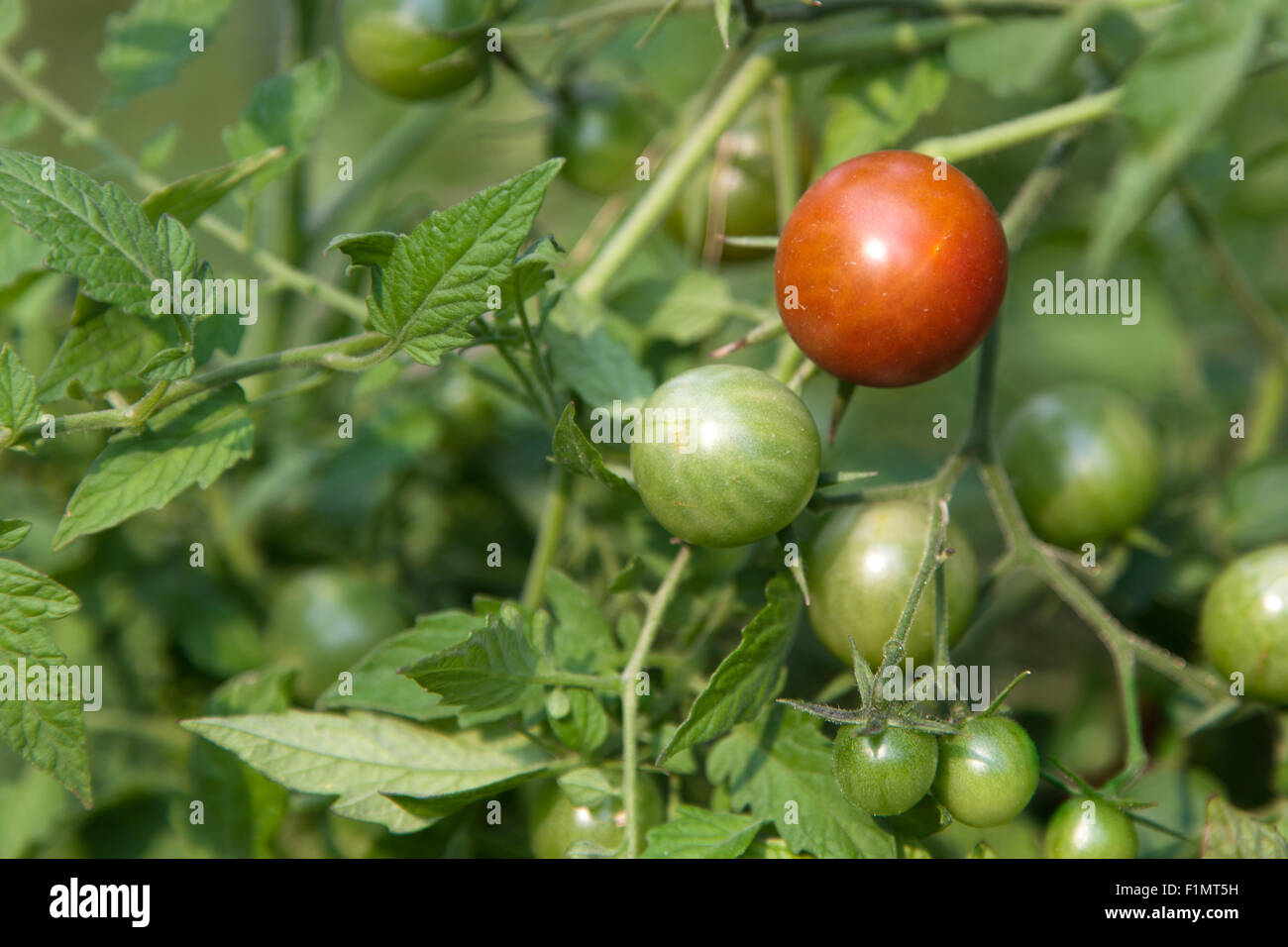 One red ripe cherry tomato growing on a vine with little green tomatoes in a backyard garden. Stock Photo