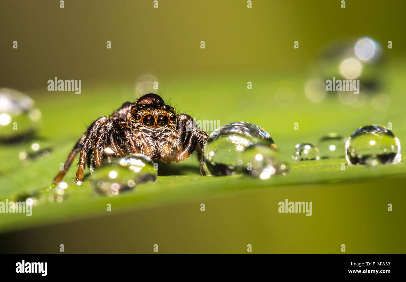 A jumping spider on a leaf Stock Photo - Alamy