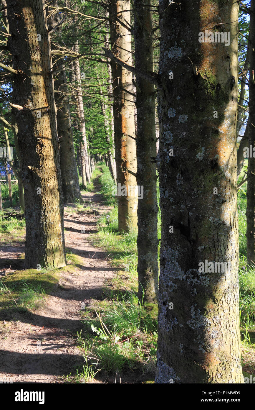 Woodland track meandering through trees near Fort William, Scotland. Stock Photo