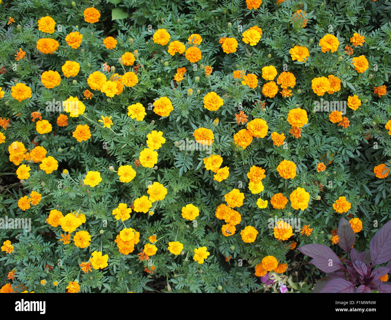 Top view of a big flower bed of yellow flowers Tagetes Stock Photo Alamy