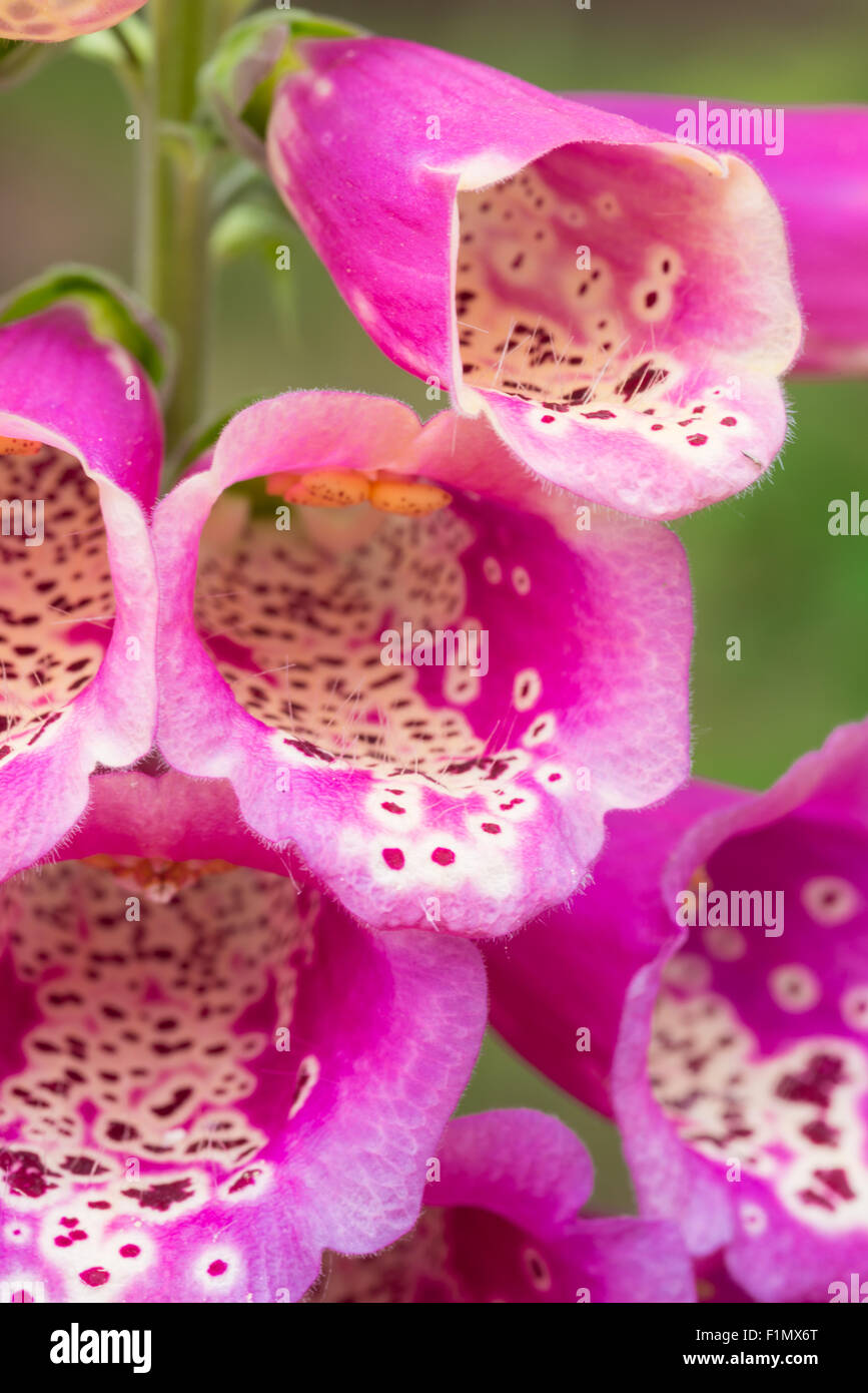 A closeup of flowers from a foxglove plant, Digitalis purpurea, growing ...