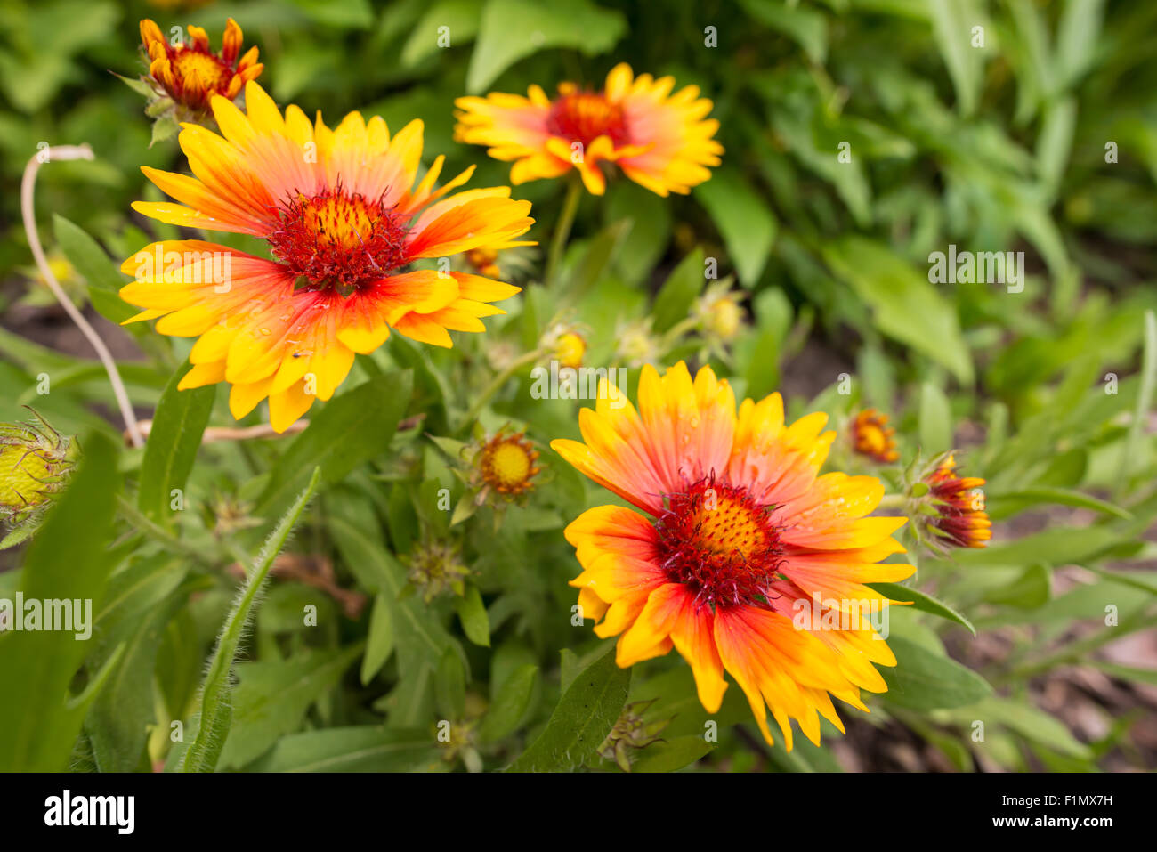 Blanket flowers, Gaillardia aristata, growing in a garden in St Albert