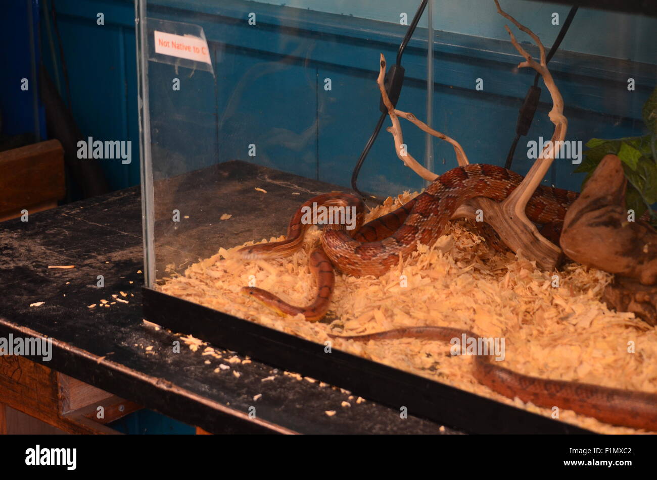 Snakes in an aquarium Stock Photo Alamy