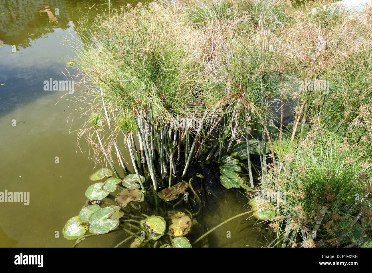 Papyrus sedge, paper reed, Indian matting plant, Nile grass, Cyperus papyrus, in pond in Malaga, Spain. Stock Photo