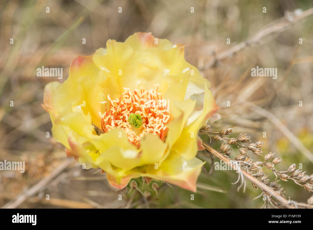 Plains pricklypear cactus flower, Opuntia polyacantha, growing in Writing-on-Stone Provincial Park in southern Alberta, Canada Stock Photo