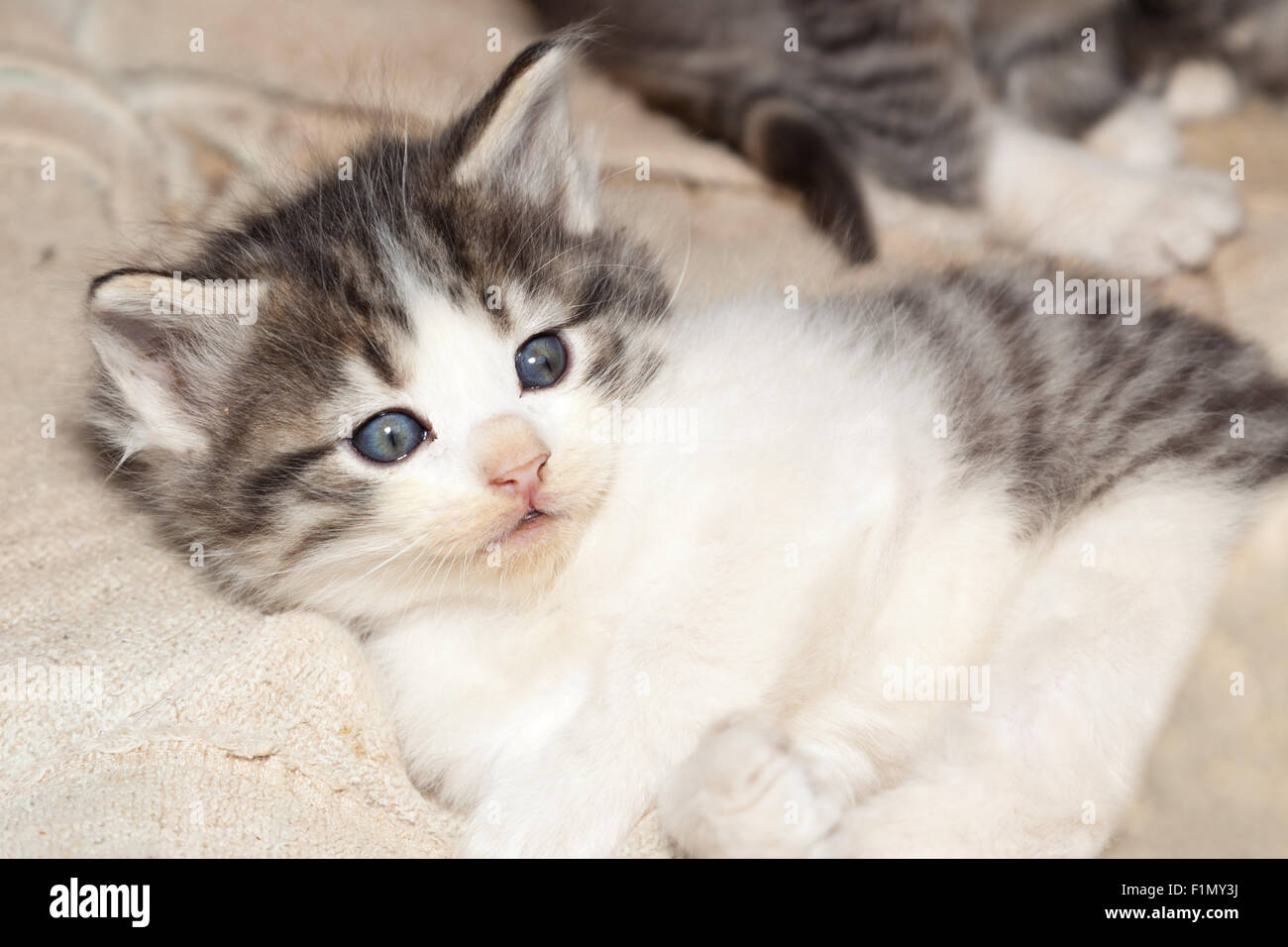 A cute feral kitten with blue eyes laying on a dirty towel. Stock Photo