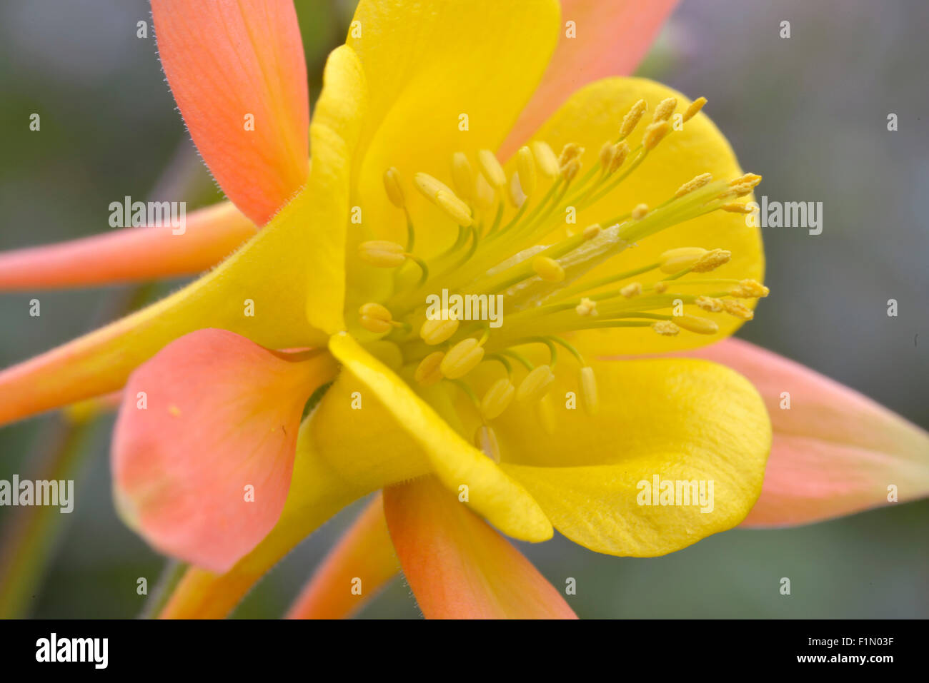 single yellow and orange Aquilegia in garden Stock Photo