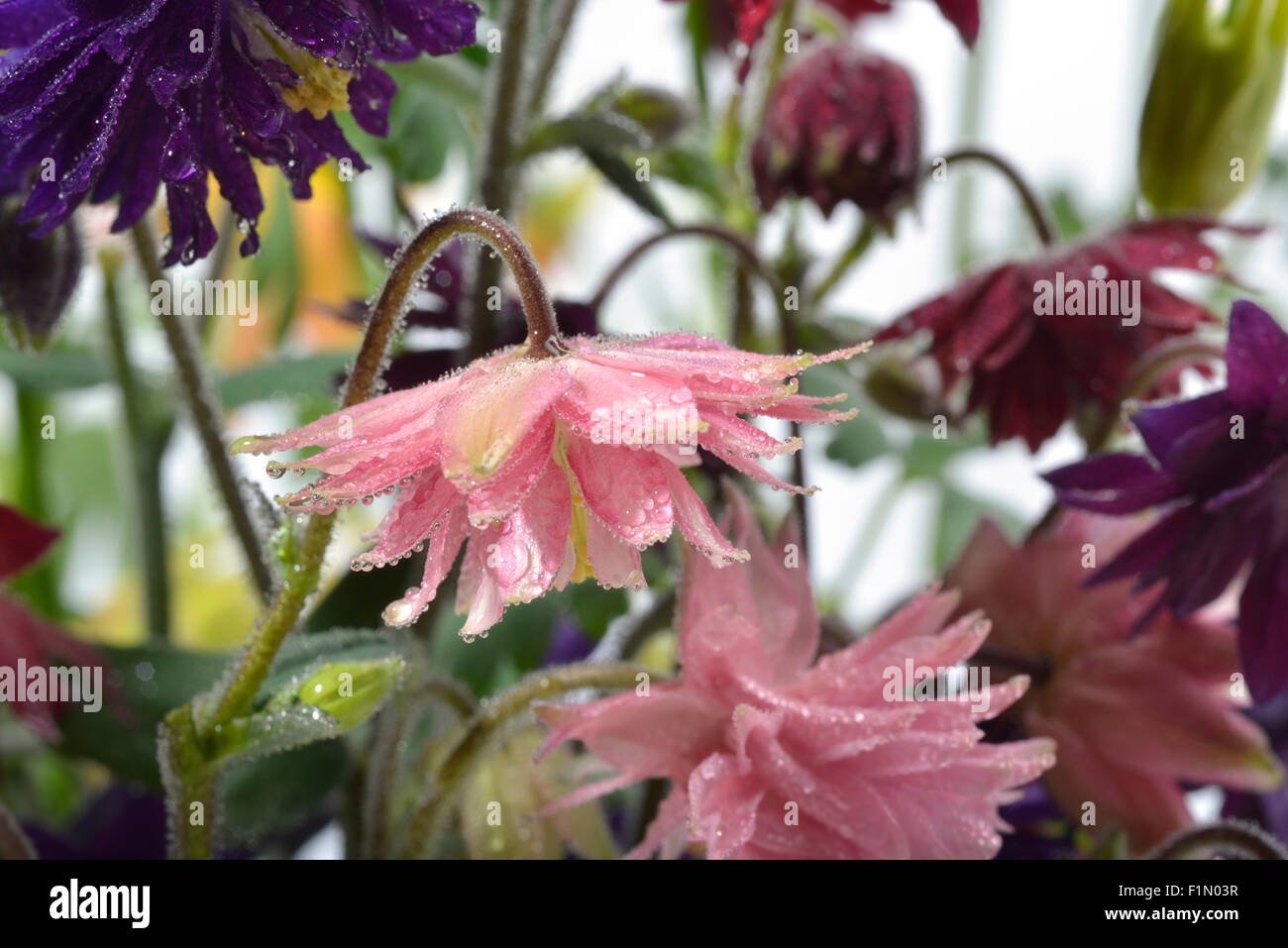 Closeup Pink Knautia in garden Stock Photo