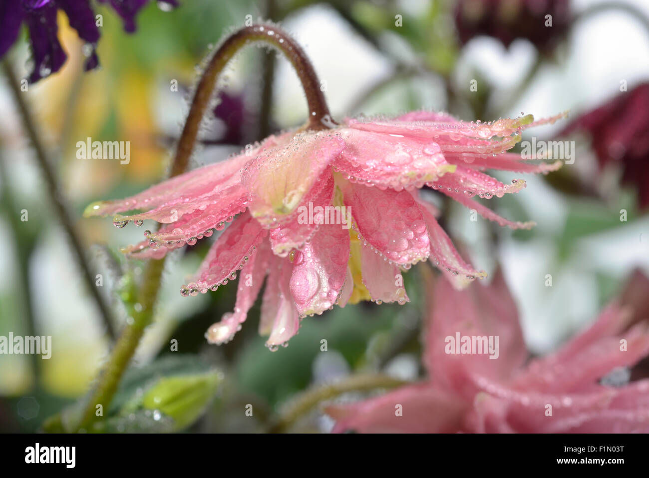Closeup Pink Knautia in garden Stock Photo
