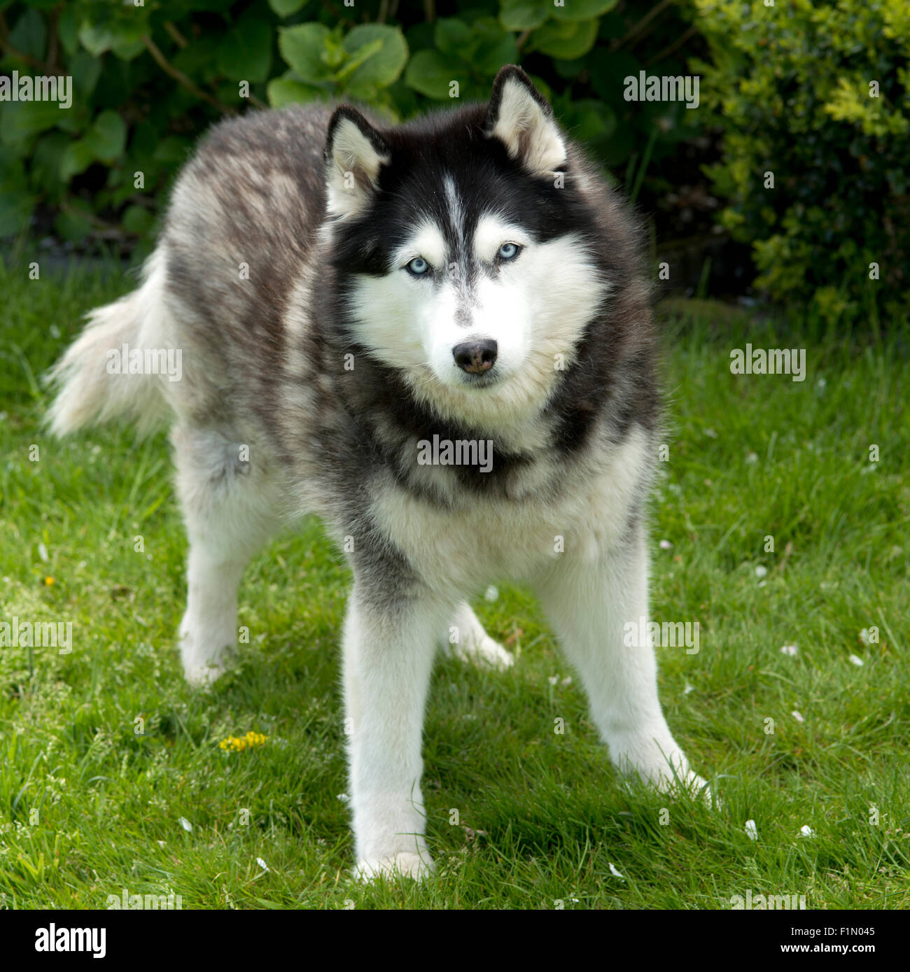 Husky dog standing  in garden Stock Photo