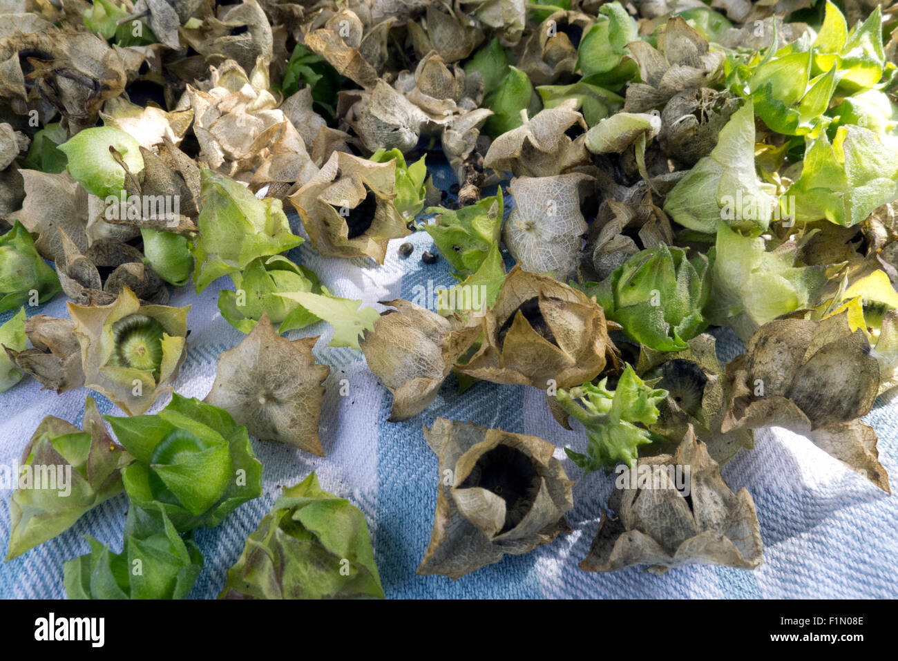 Seeds Cut From Plant In Garden Stock Photo Alamy Seeds Cut From Plant In Garden Stock Photo Alamy