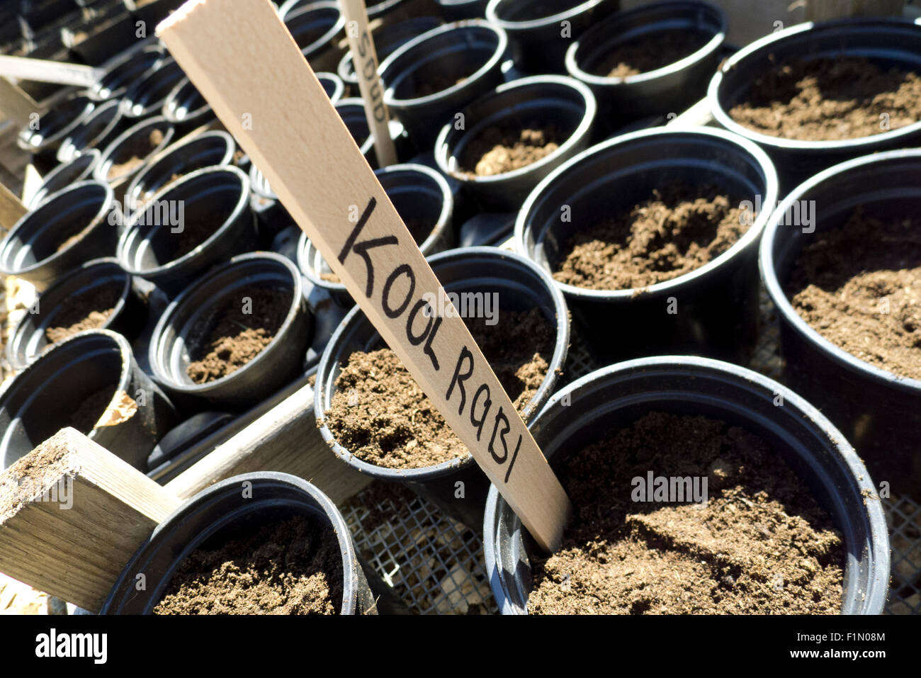 plastic containers for planting with cabbage tag Stock Photo Alamy