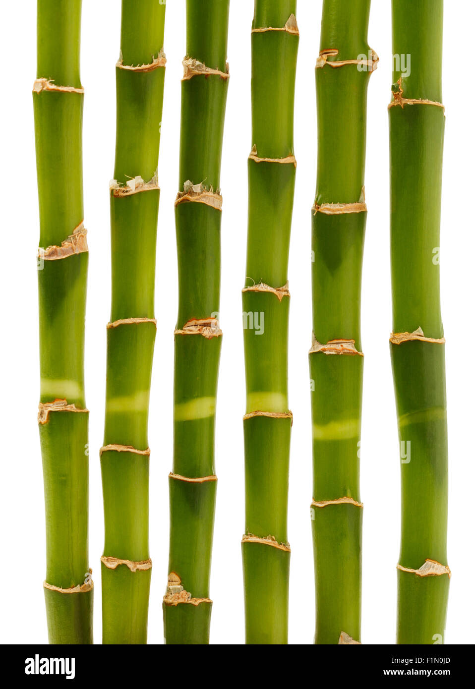 Green Bamboo Sections Isolated on a White Background. Stock Photo