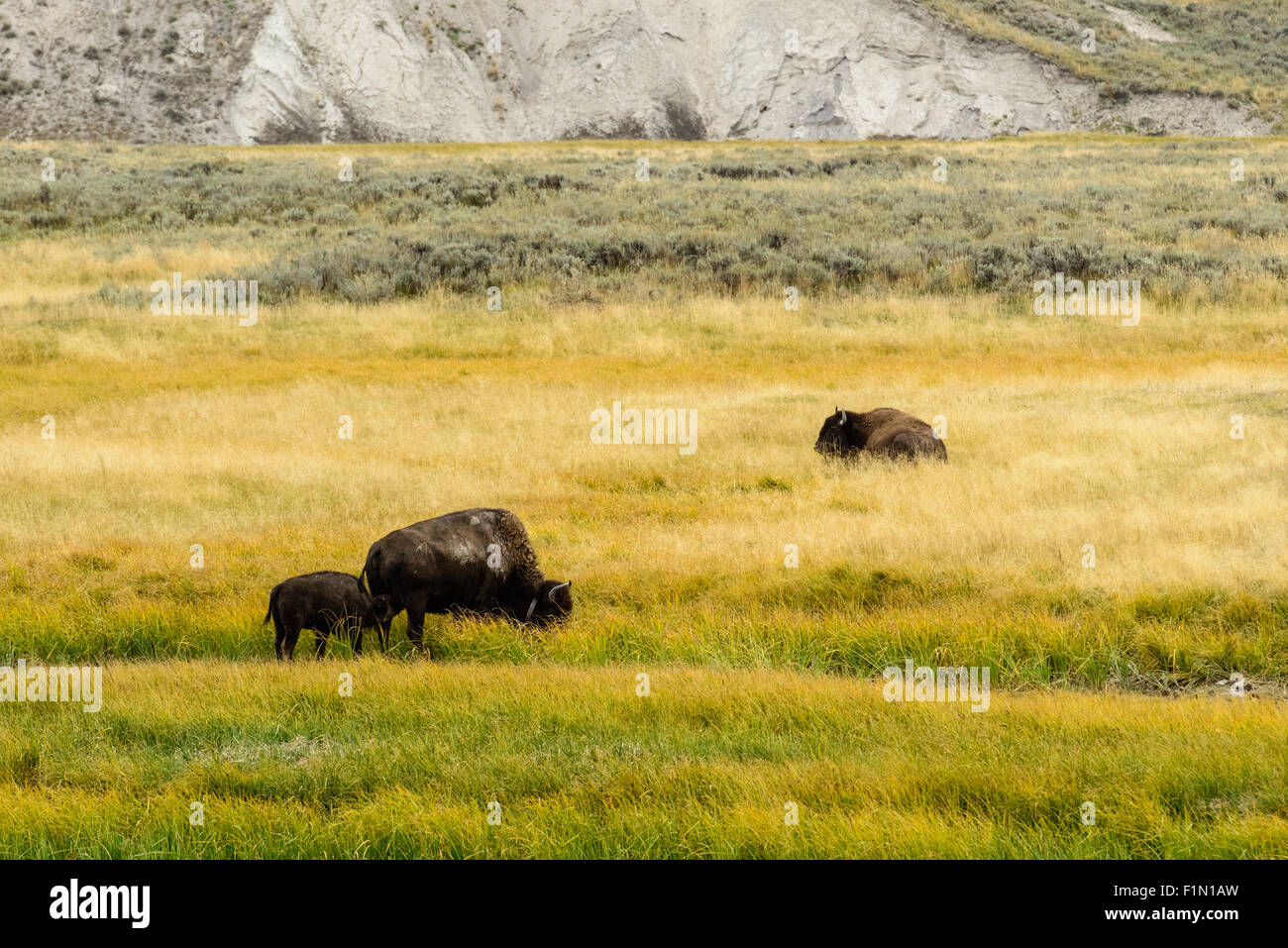 Images of the buffalo herd from Hayden Valley, in Yellowstone National Park, WY. Stock Photo