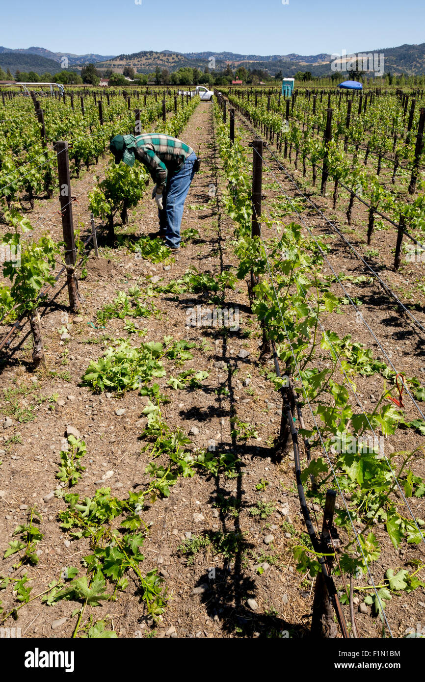 winery workers, pruning vines, pruning grapevines, grapevines, grape