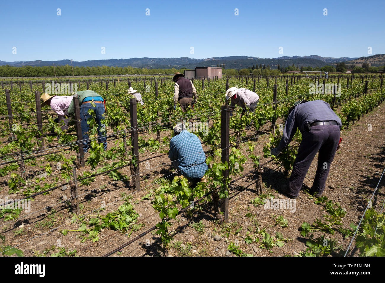 winery workers, pruning vines, pruning grapevines, grapevines, grape