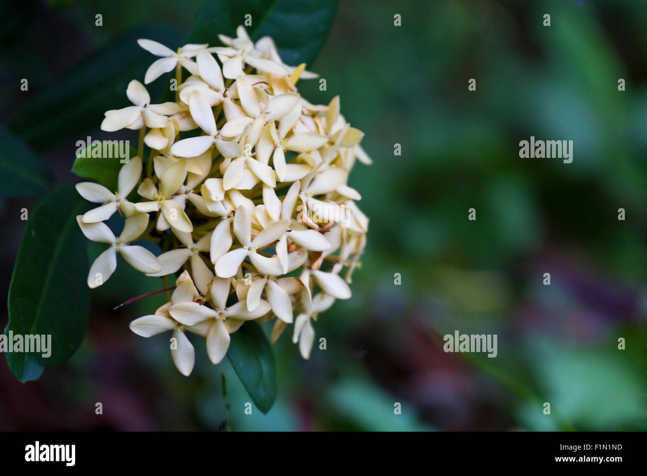 Jungle geranium (Ixora coccinea). Close-up. yellow color. Stock Photo