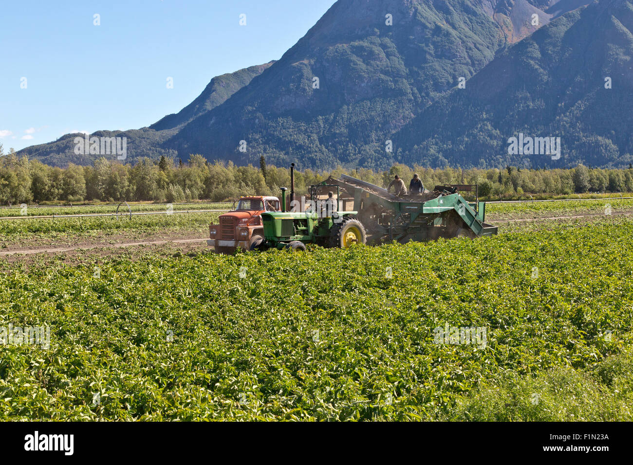 John Deere tractor pulling Lockwood potato harvester,  lifting &  depositing 'Shepody' potatoes into truck bed. Stock Photo