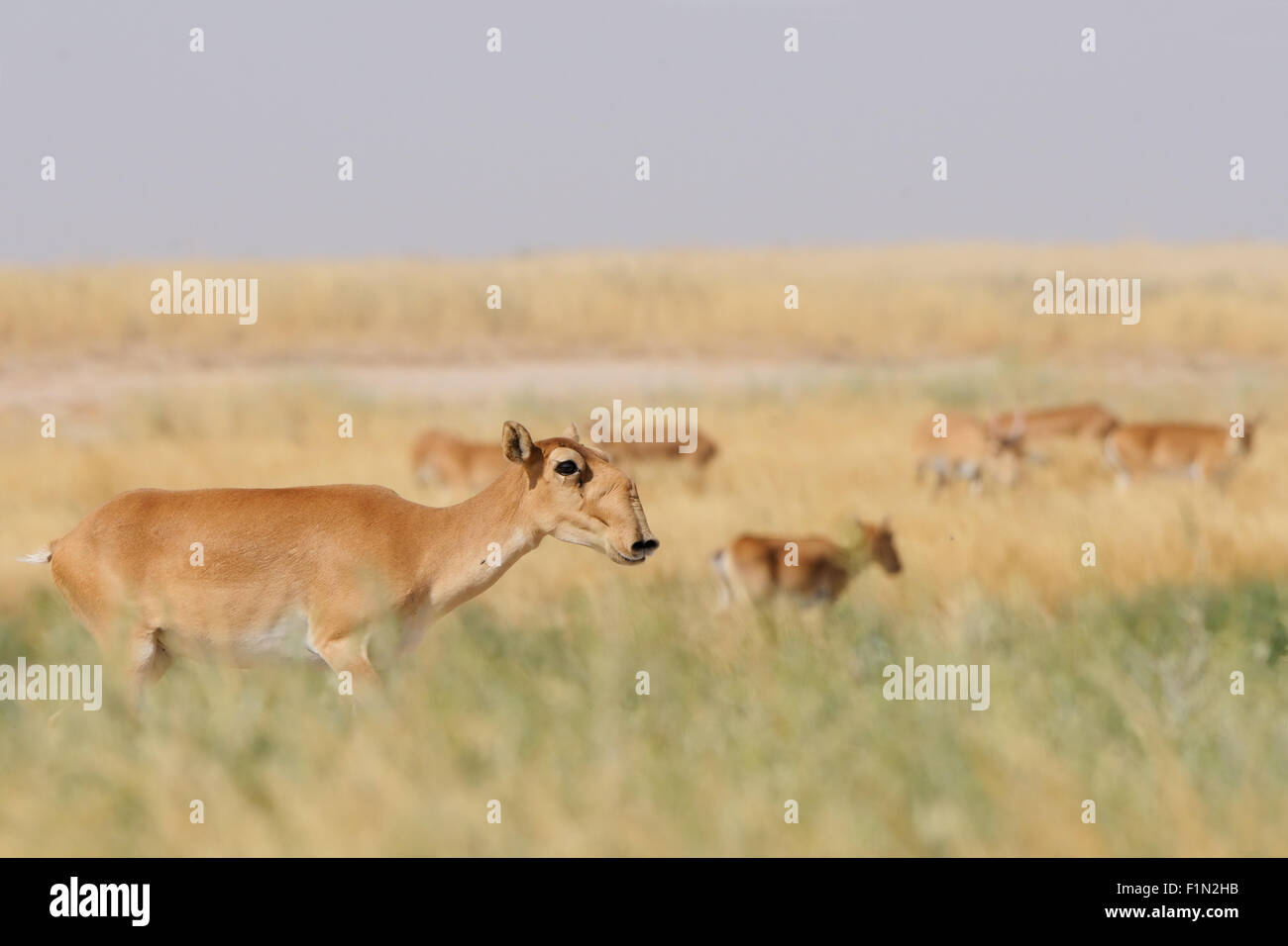 Wild Saiga antelopes in summer morning steppe Stock Photo