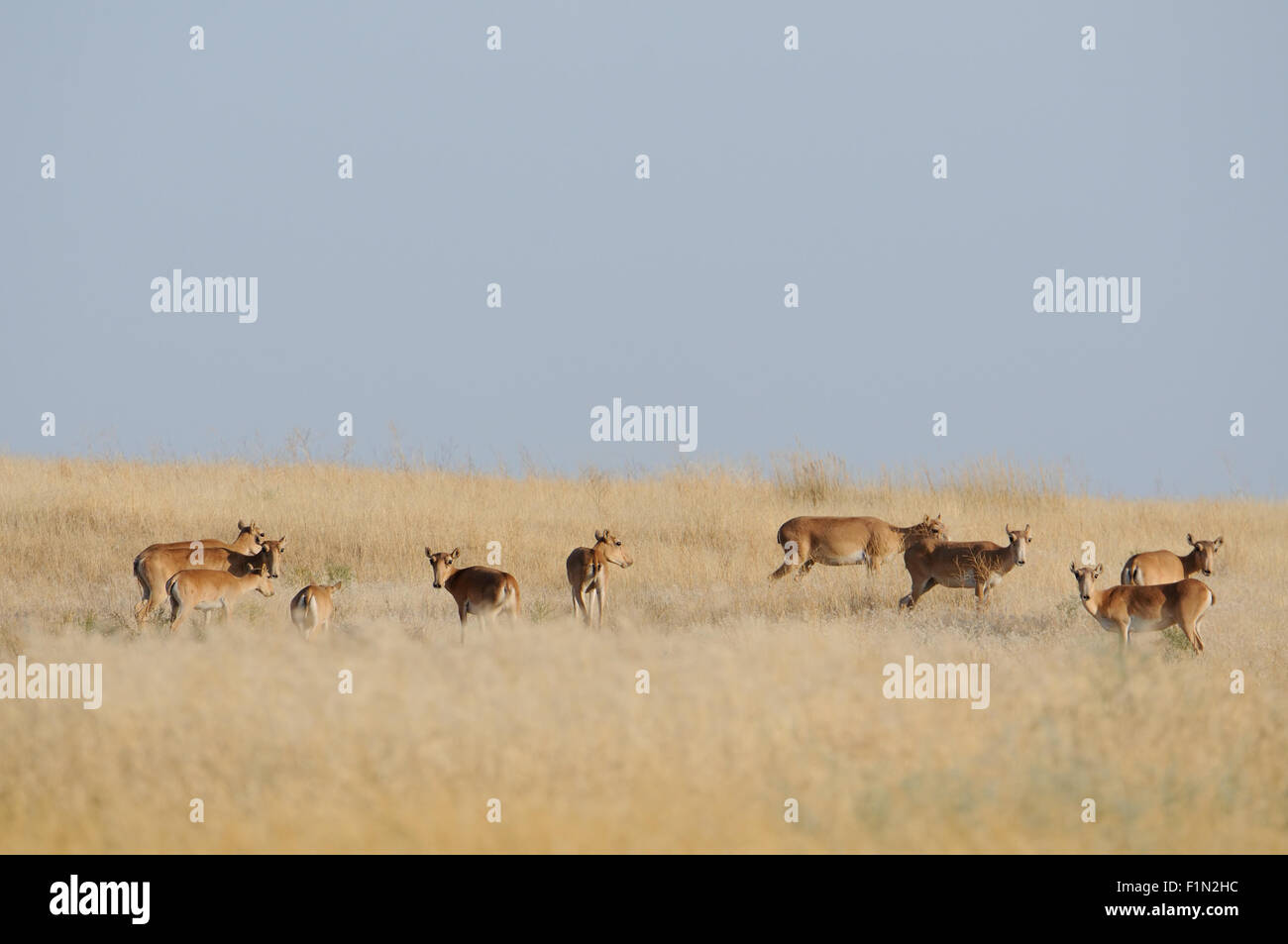 Wild Saiga antelopes in summer morning steppe Stock Photo