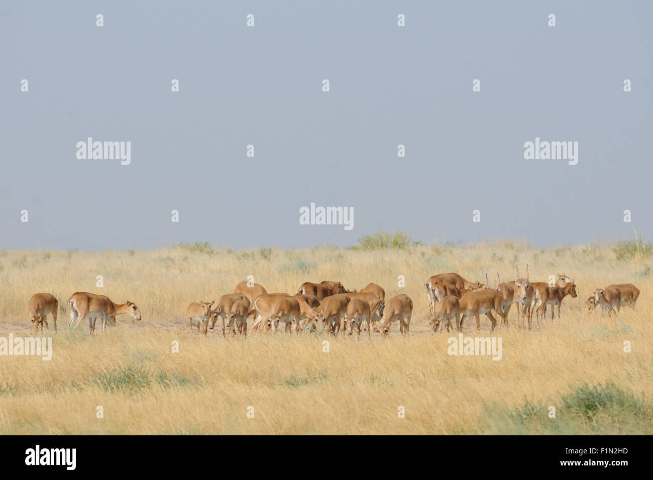 Wild Saiga antelopes in summer morning steppe Stock Photo