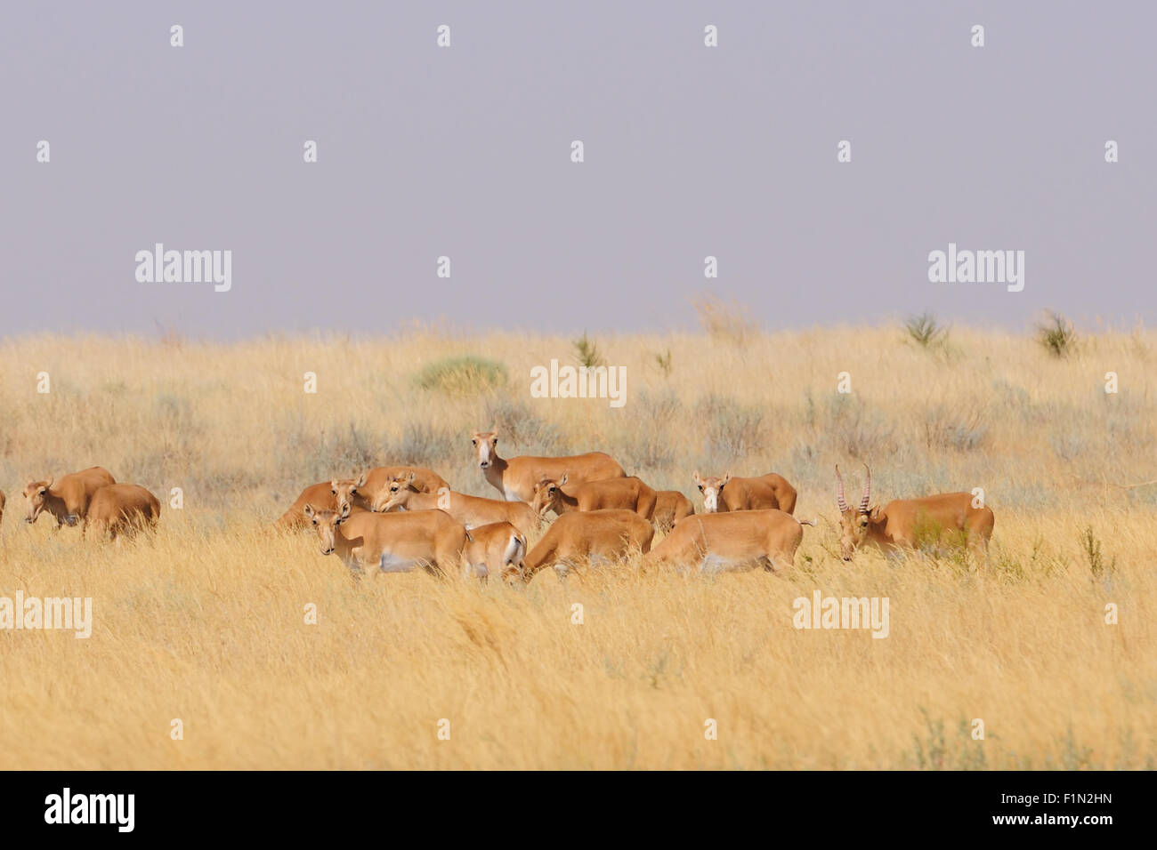 Wild Saiga antelopes in summer morning steppe Stock Photo