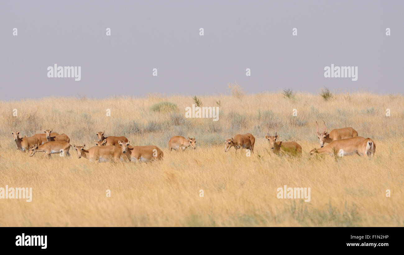 Wild Saiga antelopes in summer morning steppe Stock Photo