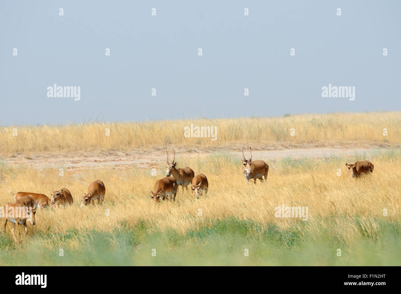 Wild Saiga antelopes in summer morning steppe Stock Photo