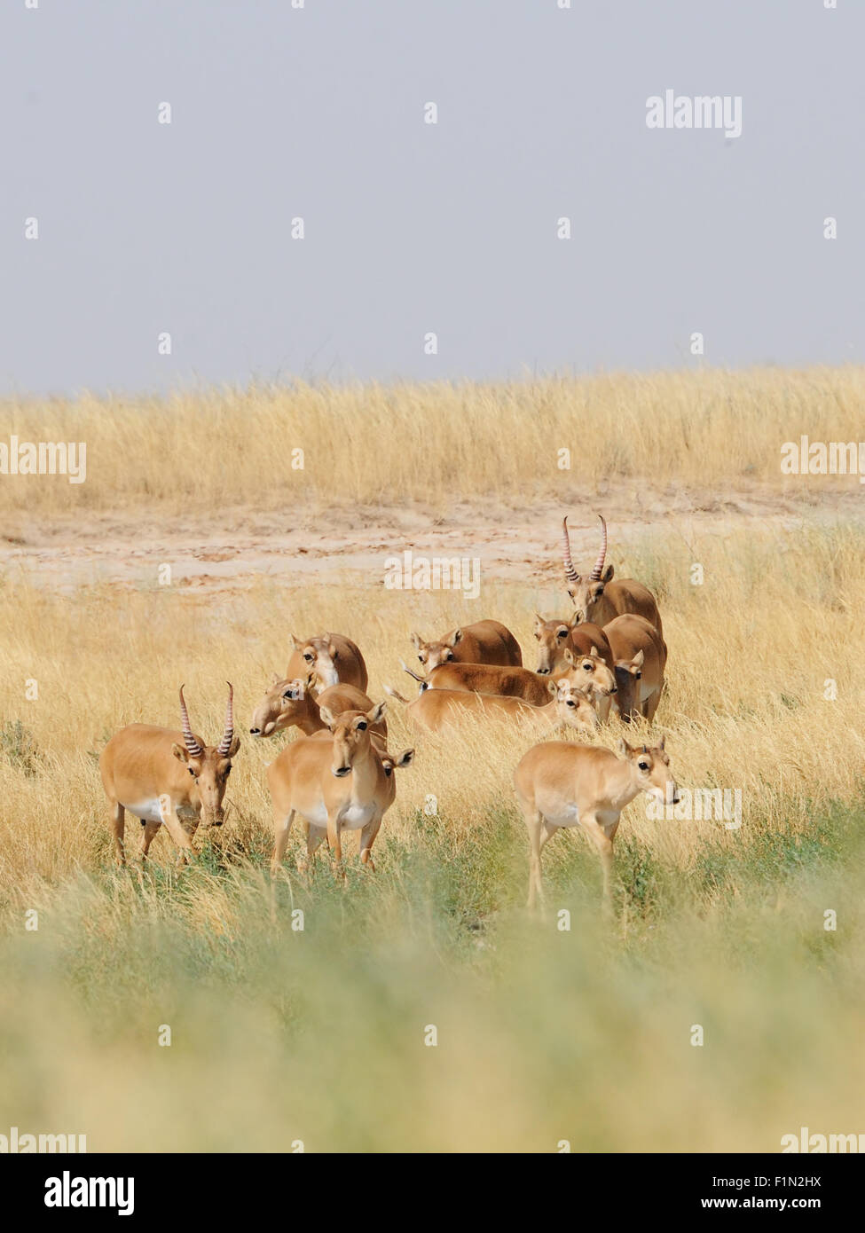 Wild Saiga antelopes in summer morning steppe Stock Photo