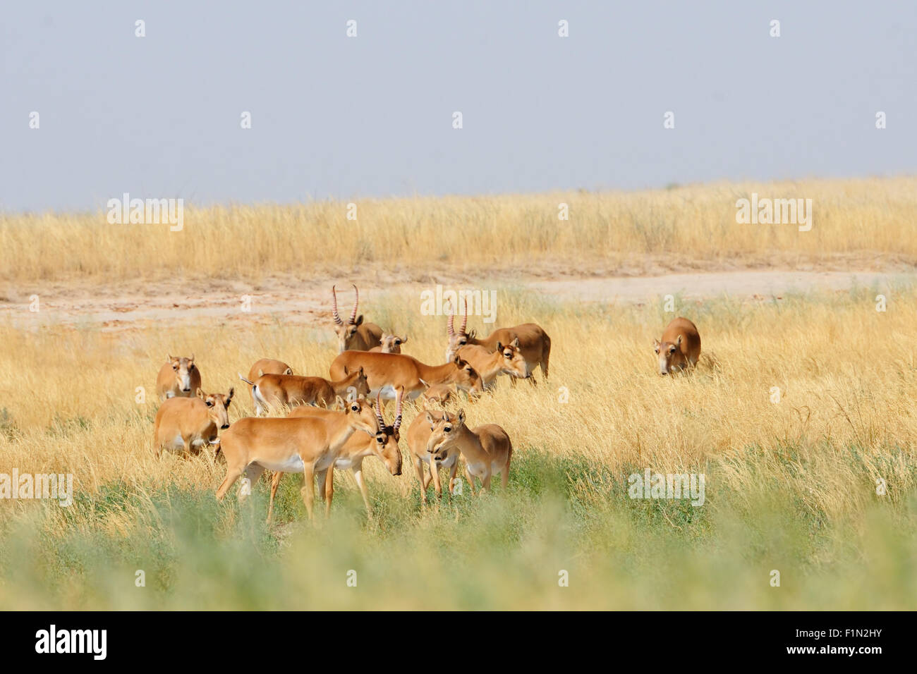 Wild Saiga antelopes in summer morning steppe Stock Photo