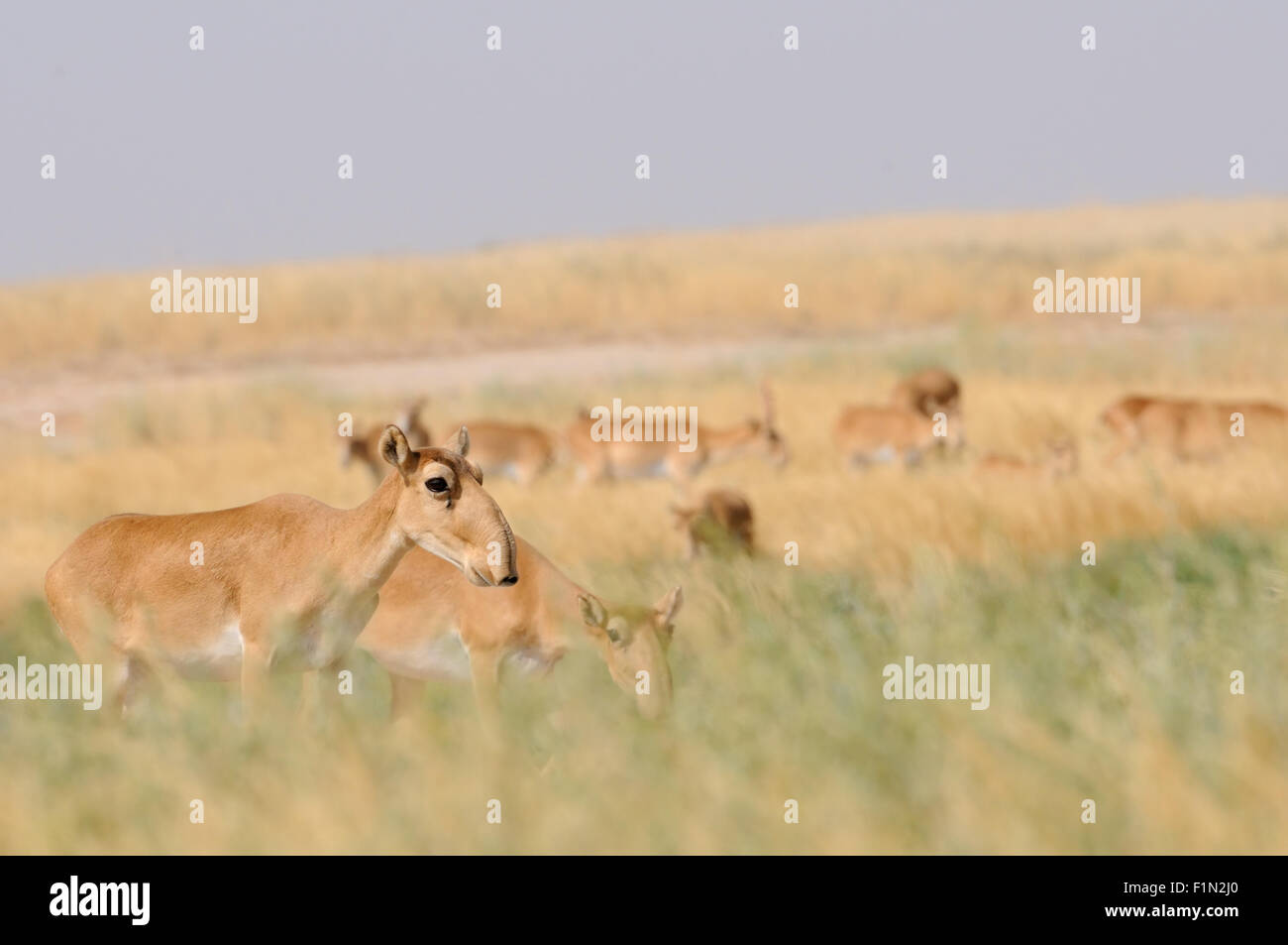 Wild Saiga antelopes in summer morning steppe Stock Photo