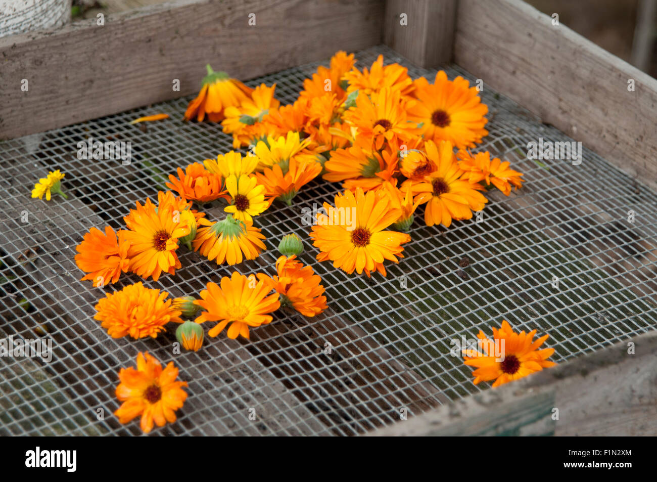 Fresh Calendula flower in garden Stock Photo Alamy