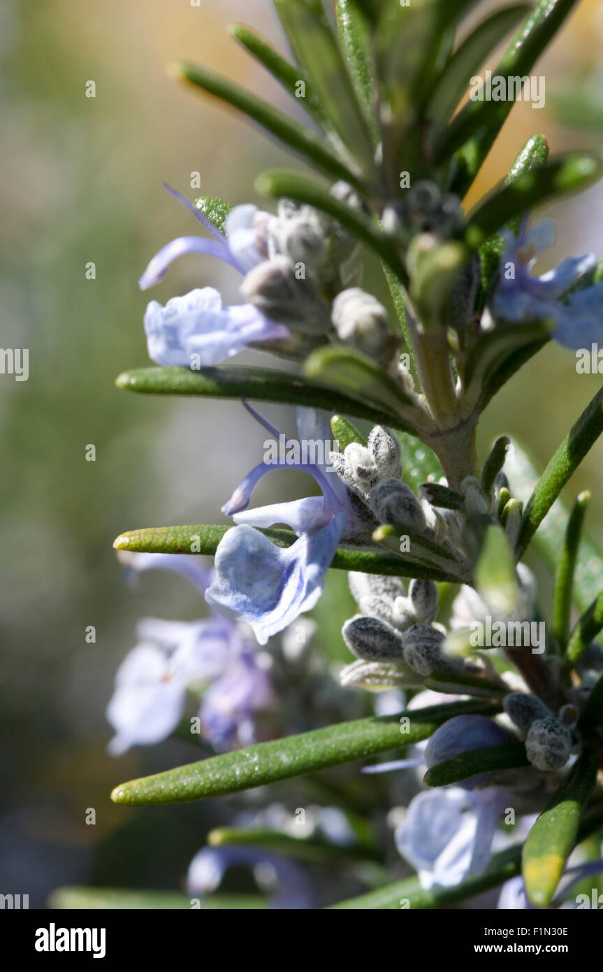 rosemary plant in garden Stock Photo Alamy