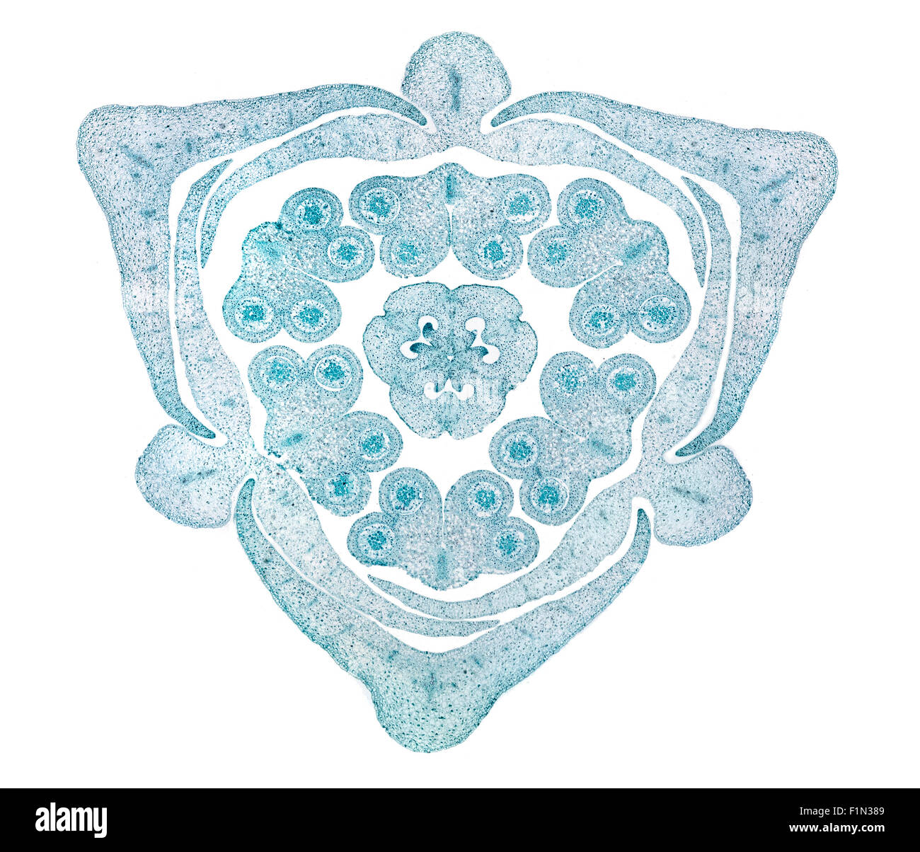 Lily ovary TS brightfield photomicrograph Stock Photo Alamy