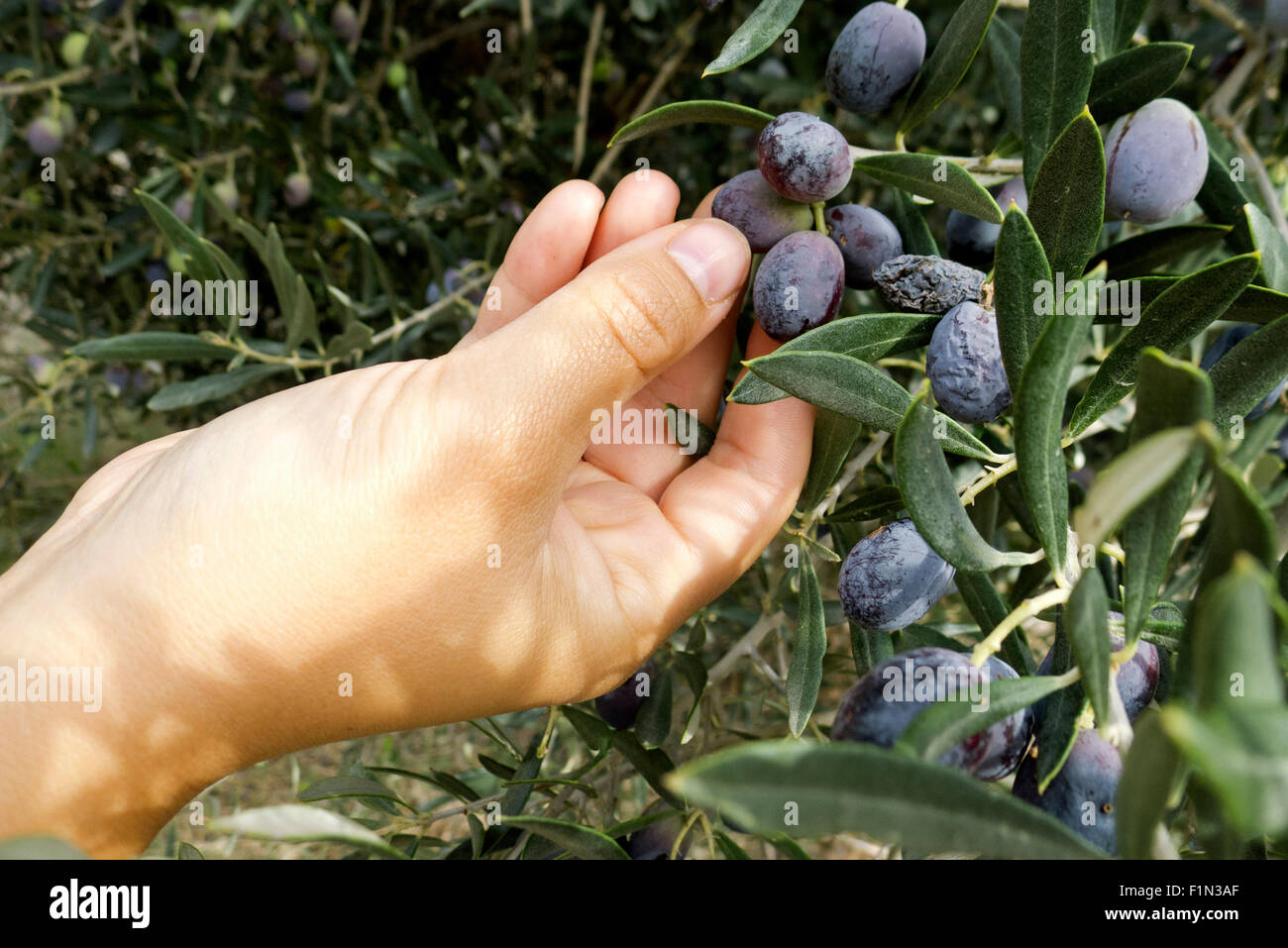 picking olives, Greece Stock Photo Alamy