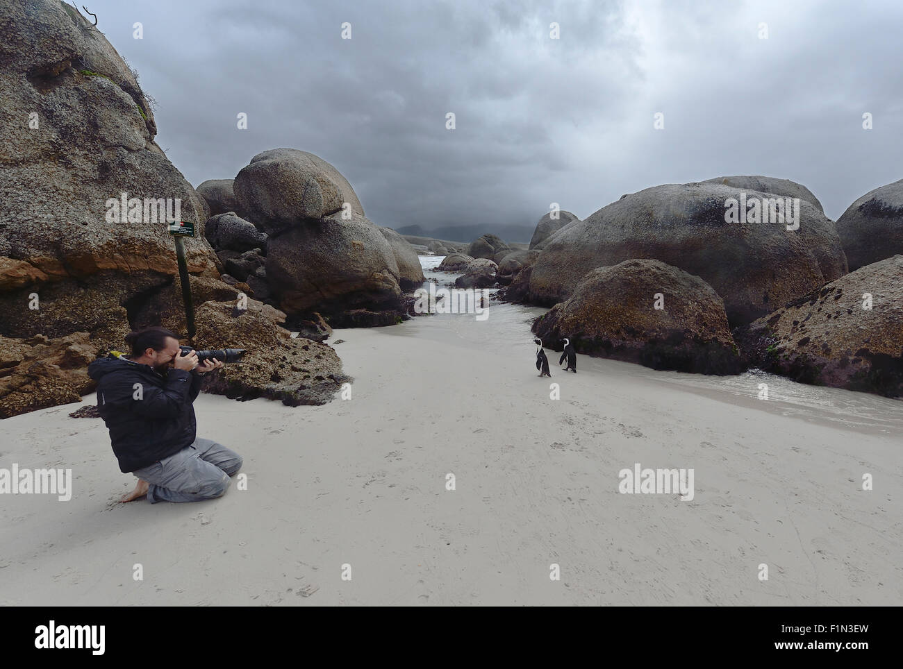 South Africa, Boulders beach, Jackass Penguins photographed by the