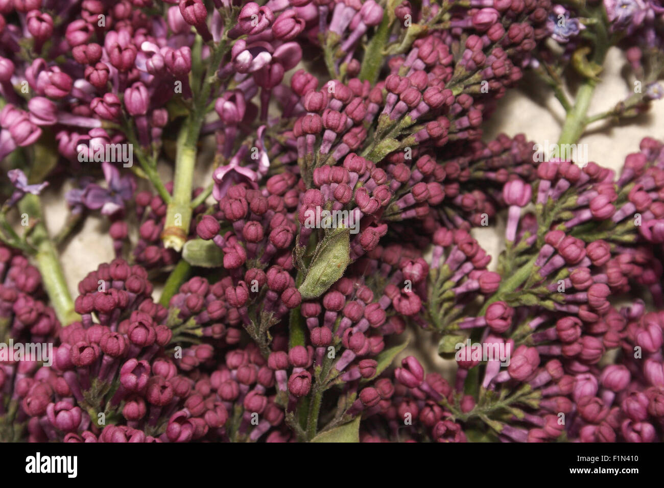 lilac flowers on brown paper Syringa vulgaris Stock Photo