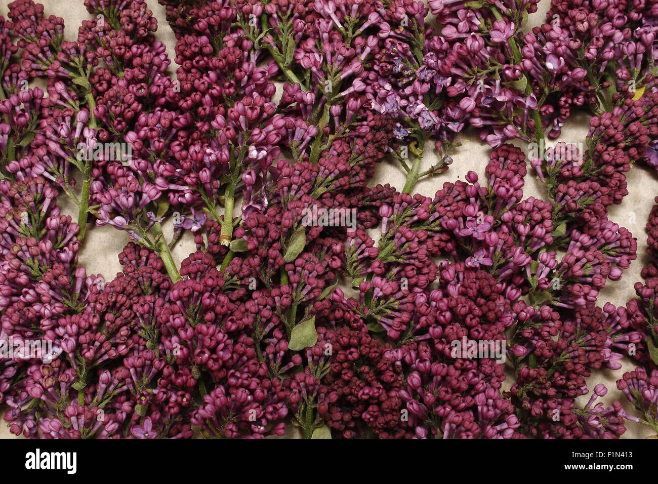 lilac flowers on brown paper Syringa vulgaris Stock Photo