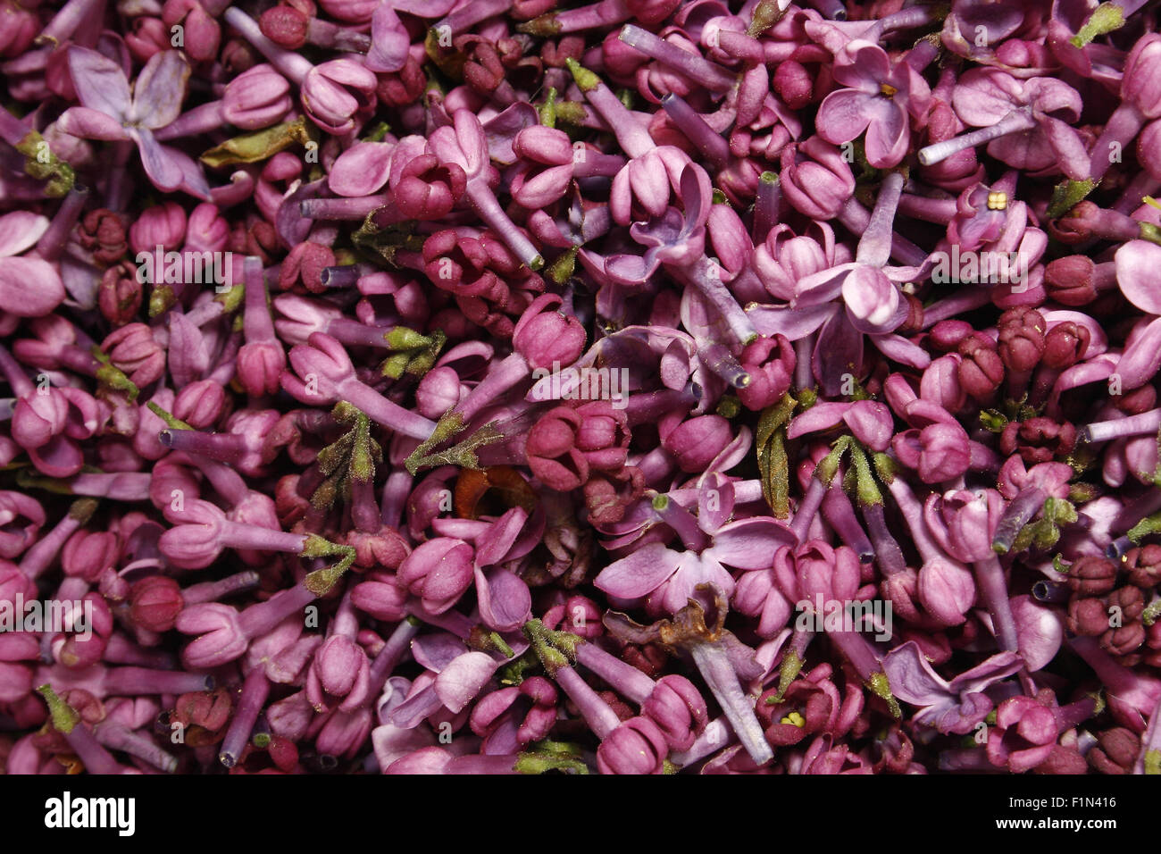 lilac flowers on brown paper Syringa vulgaris Stock Photo