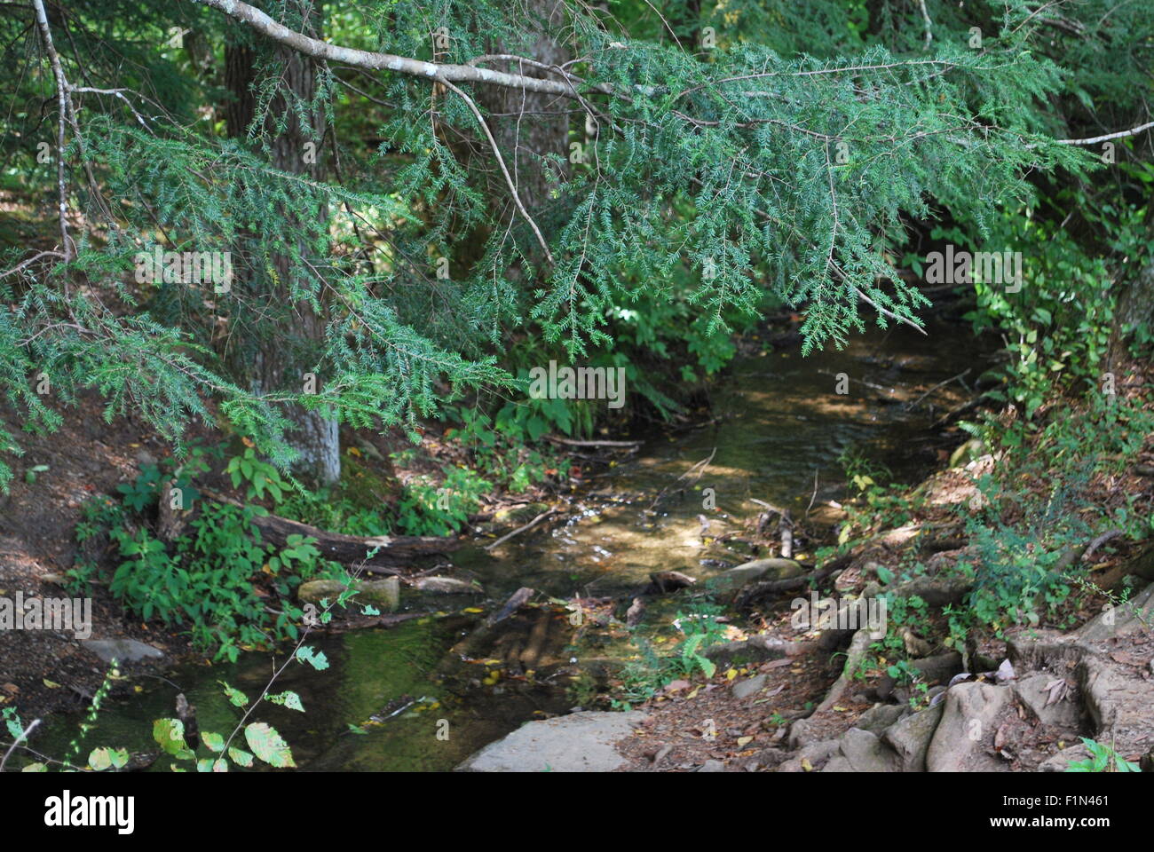 Stream pine trees hi-res stock photography and images - Alamy