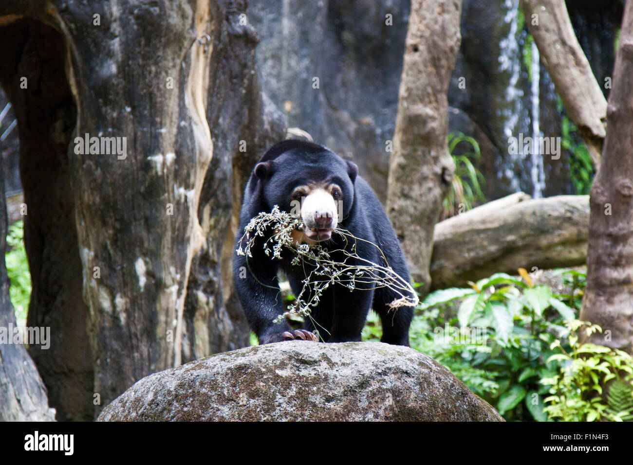 Sun Bear in natural habitat,Helarctos malayanus Stock Photo