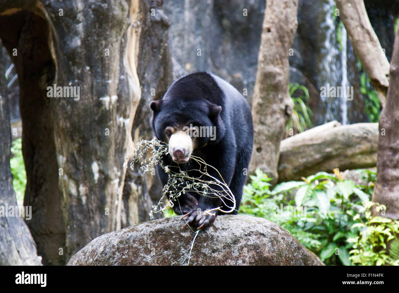 Sun Bear in natural habitat,Helarctos malayanus Stock Photo
