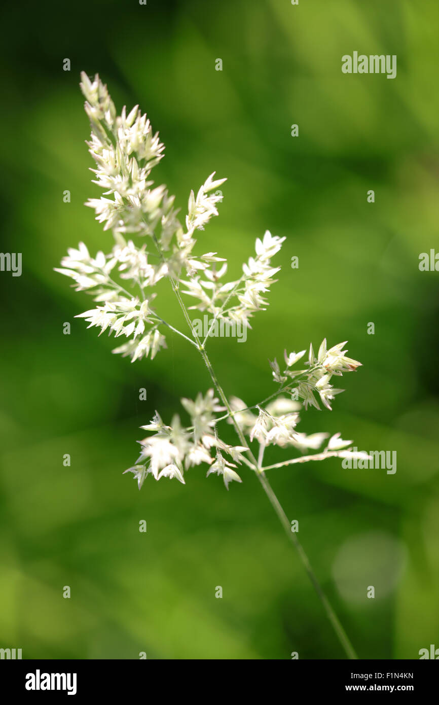 Annual meadow-grass - Poa annua - Poaceae Stock Photo