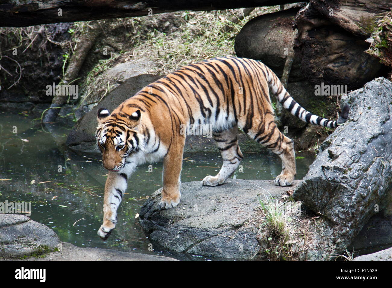 tiger natural habitat