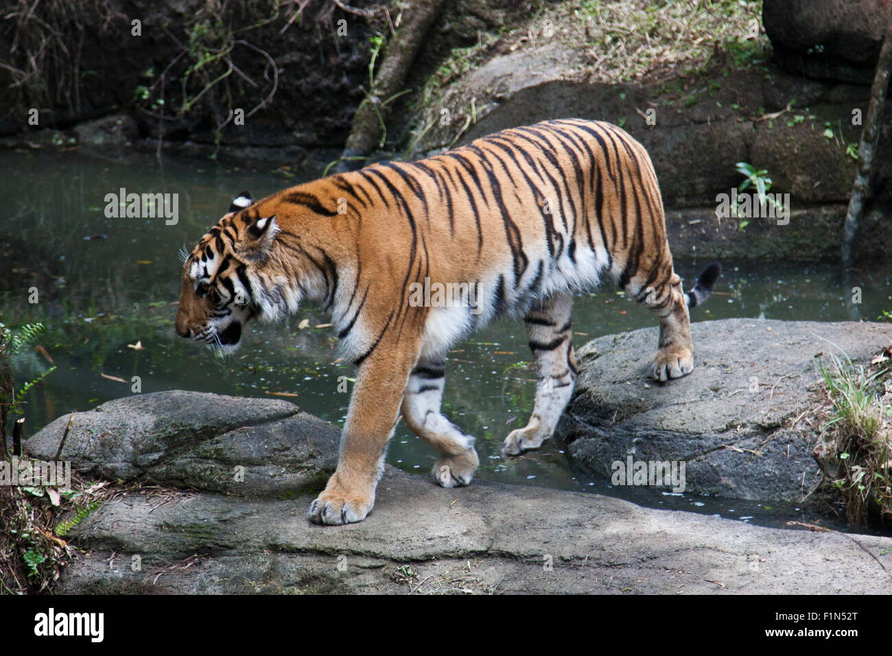 Bengal Tiger Habitat Diorama