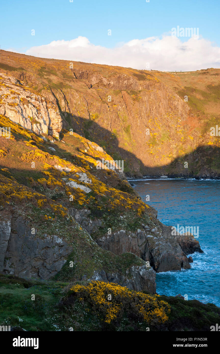 Dramatic coastal scenery at Pwll Deri in Pembrokeshire. Yellow gorse ...