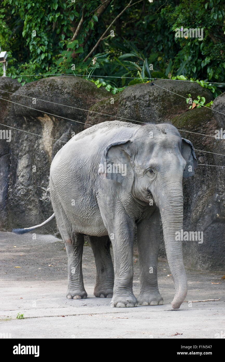 asian elephant display in natural habitat,Elephas maximus Stock Photo