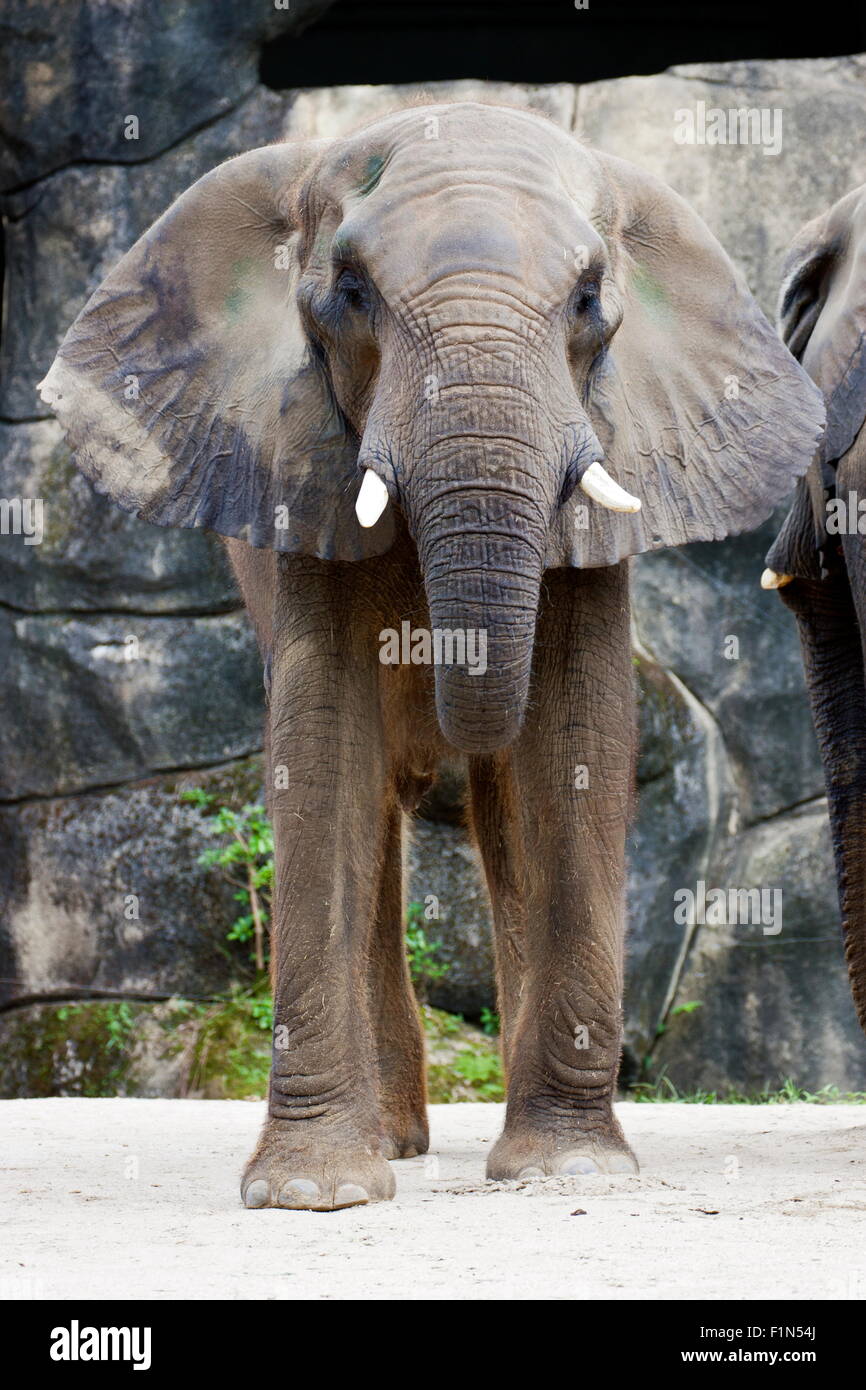 asian elephant display in natural habitat,Elephas maximus Stock Photo